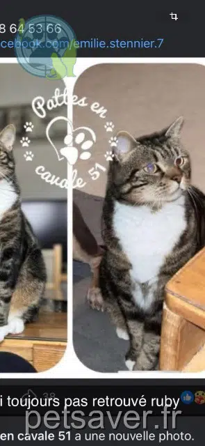 gato lost   51200 Épernay Ruby