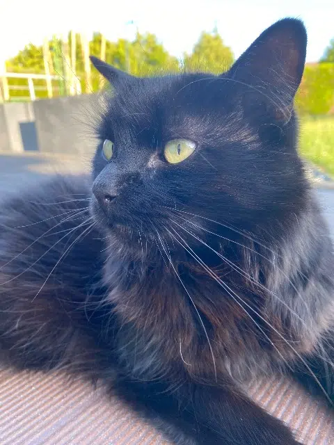 chat lost   51110 Bazancourt Salsa