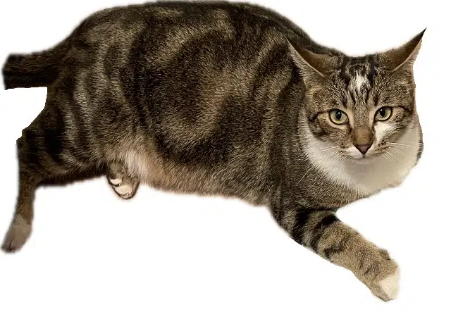 chat lost   51600 Saint-Hilaire-le-Grand Sel