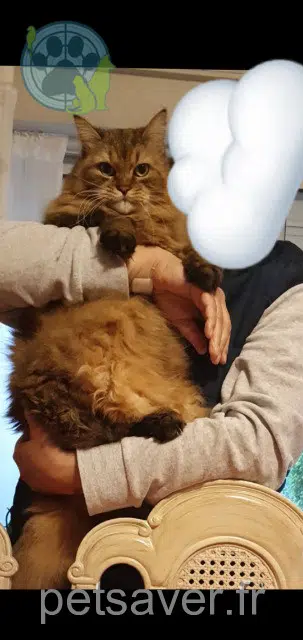 chat perdu 51300 Vitry-le-François Simba chat lost 51300 Vitry-le-François Simba