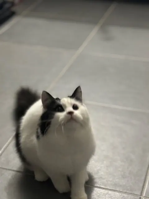 chat lost   51430 Bezannes Theia