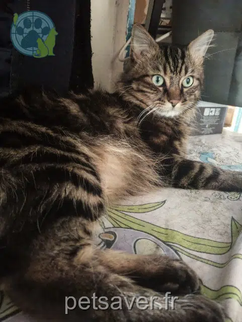 chat lost 51200 Épernay Tigrou