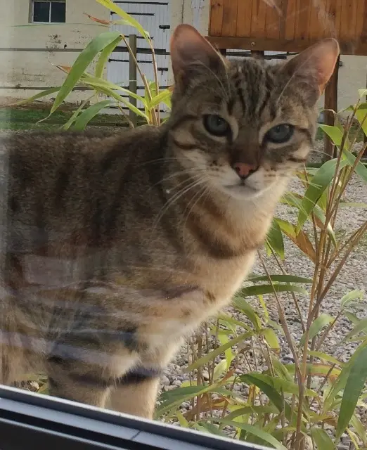chat lost   51320 Bussy-Lettrée TIGROU