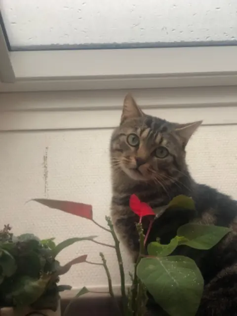 chat lost   51370 Saint-Brice-Courcelles Titi