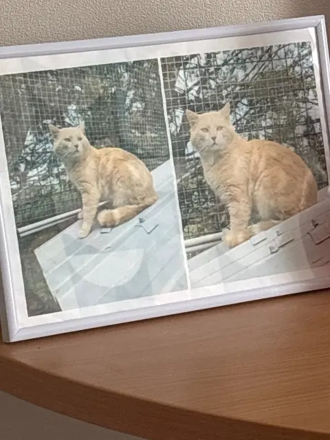 chat lost   51530 Saint-Martin-d'Ablois Titi