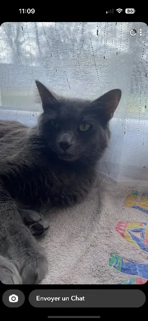 chat lost   51270 Congy Urus