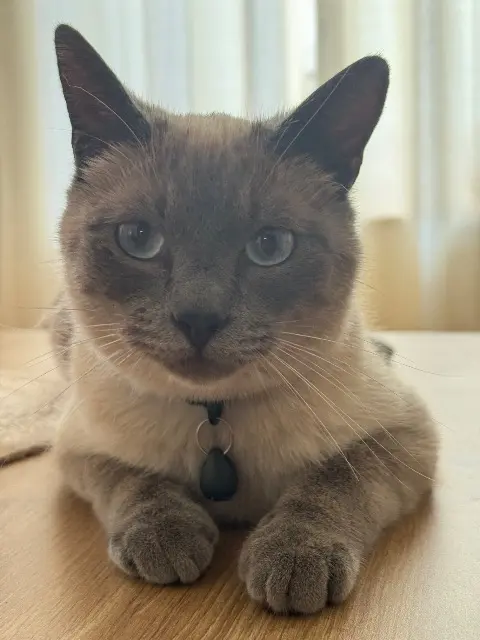 chat lost   51390 Gueux Volt