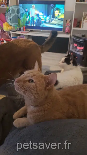 gato lost   51290 Lignon Voï