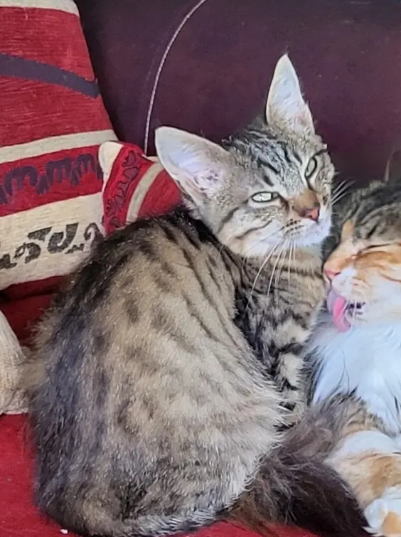chat lost   51300 Saint-Amand-sur-Fion Yumi