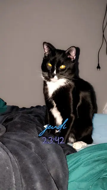 chat lost   51430 Tinqueux Éclair