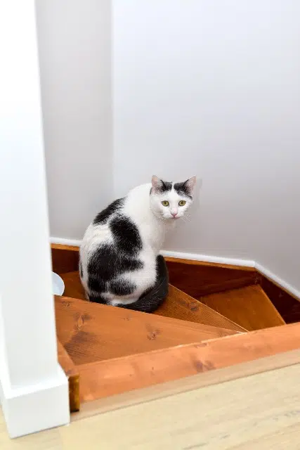 chat lost   51370 Champigny Petrik