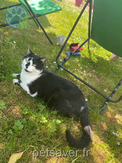 chat lost   52000 Chaumont Charlie