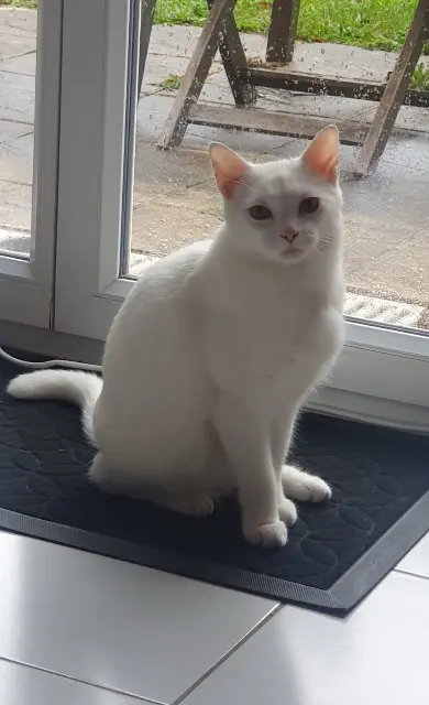 chat lost   52100 Saint-Dizier Coton