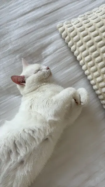 chat lost   52100 Saint-Dizier Coton