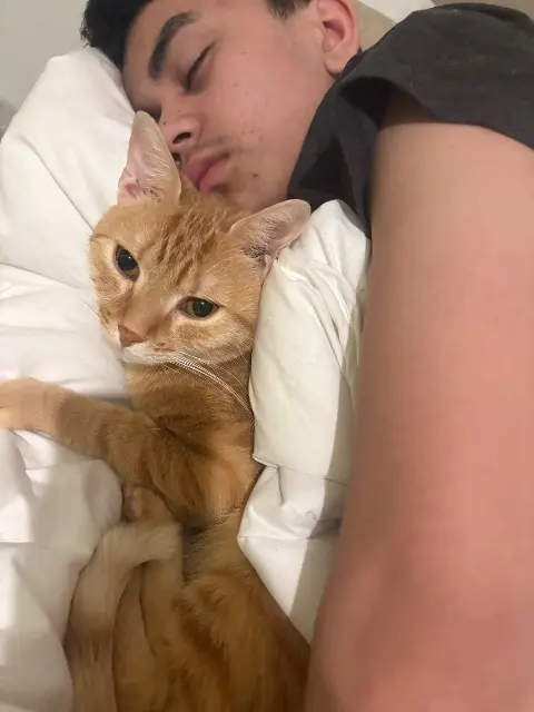 chat lost   52000 Chaumont Francesco