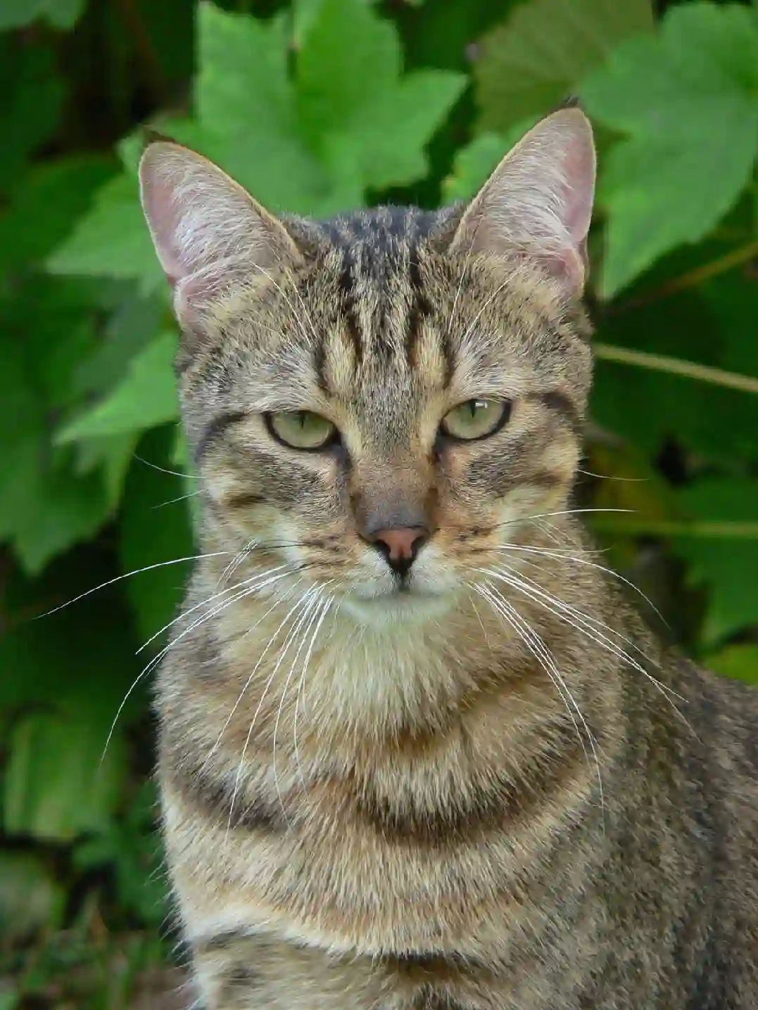 Chat Perdu 52 Haute-Marne - Gatsby Chat Perdu 52 Haute-Marne - Gatsby