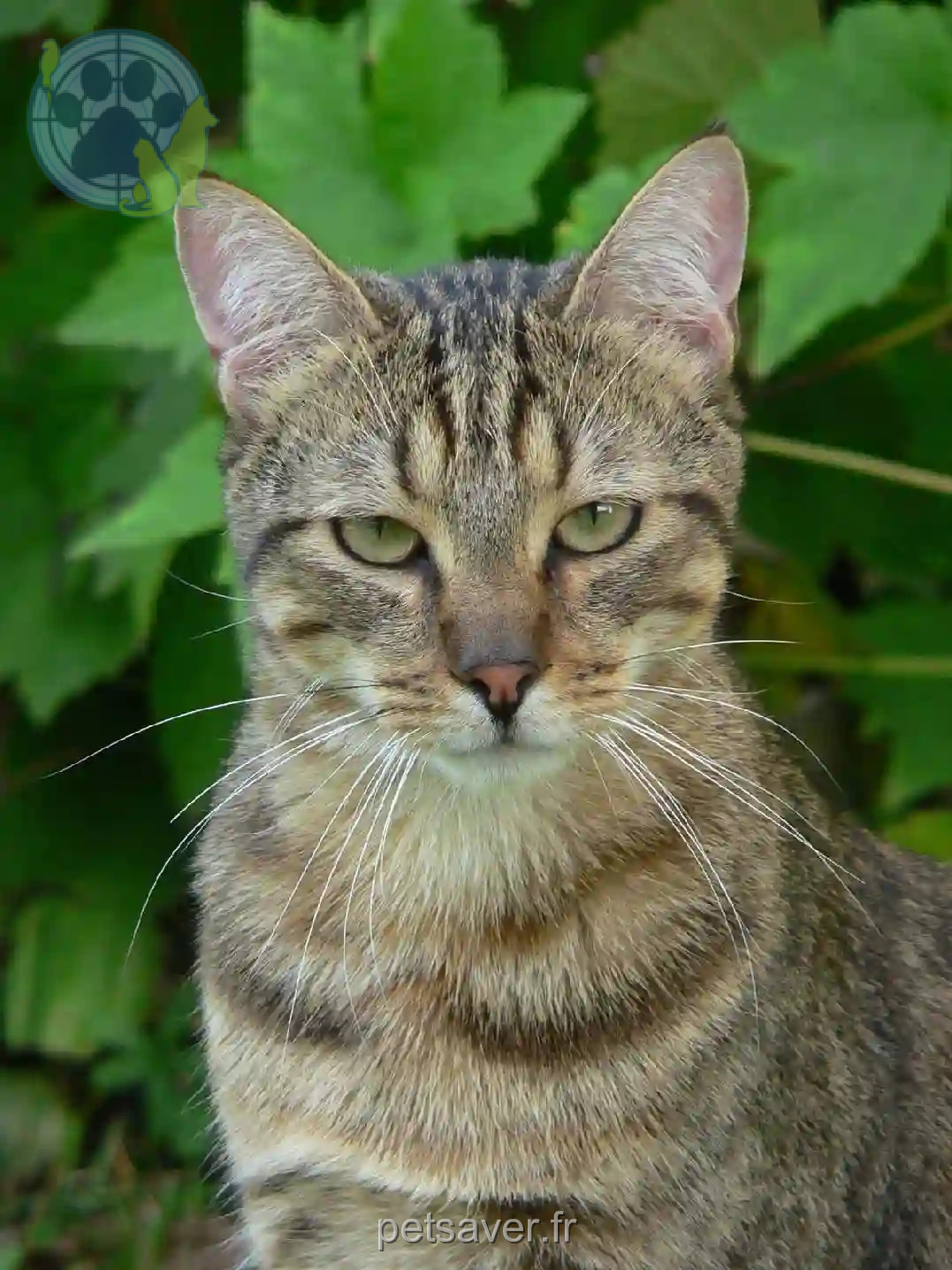 Chat Perdu 52 Haute-Marne - Gatsby Chat Perdu 52 Haute-Marne - Gatsby