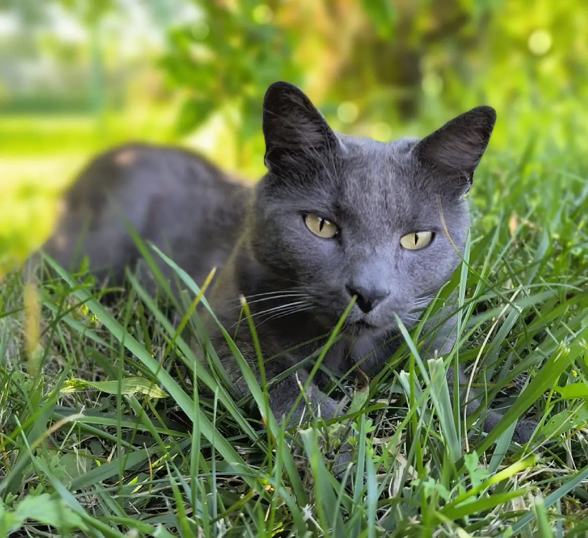 Chat Perdu 52 Haute-Marne - Grisouille Chat Perdu 52 Haute-Marne - Grisouille