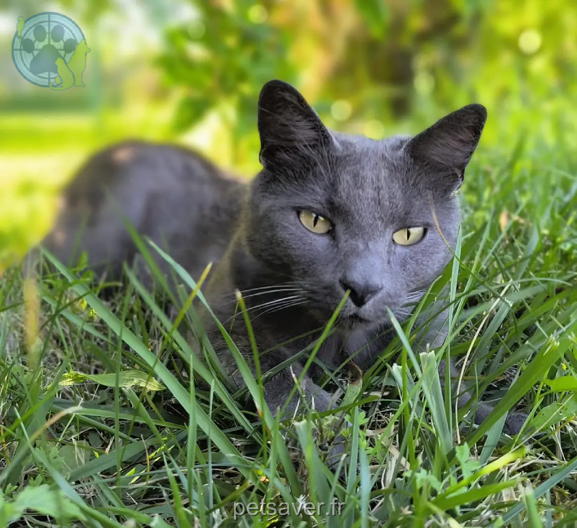 Chat Perdu 52 Haute-Marne - Grisouille Chat Perdu 52 Haute-Marne - Grisouille