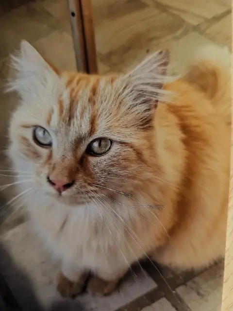 chat lost   52600 Haute-Amance Tom