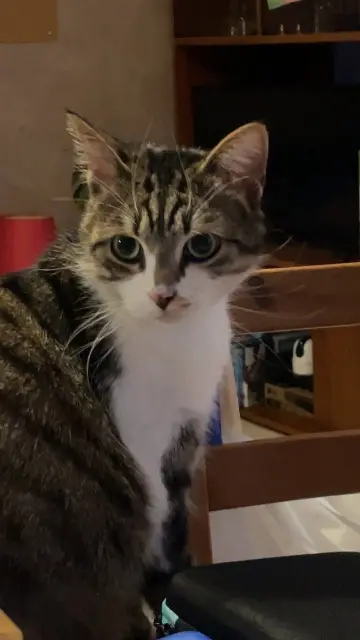 chat lost   52250 Longeau-Percey Moustache