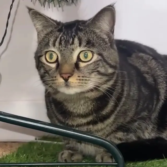 chat lost   52000 Chaumont Léo