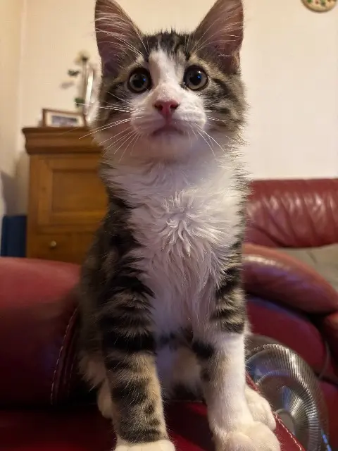 chat lost   52100 Bettancourt-la-Ferrée Mayo