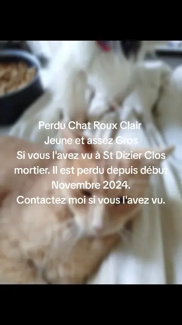 chat lost   52100 Saint-Dizier Minou