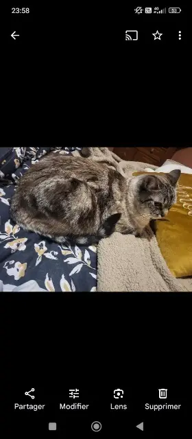 chat lost   52170 Rachecourt-sur-Marne Muscade