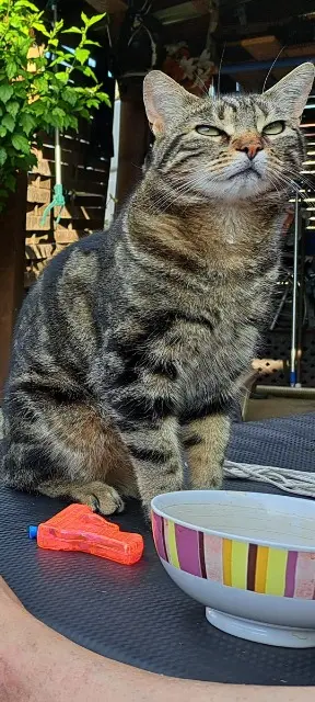 chat lost   52100 Saint-Dizier Raven