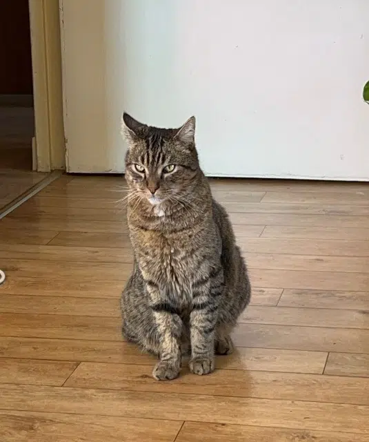 chat lost   52100 Saint-Dizier Toka