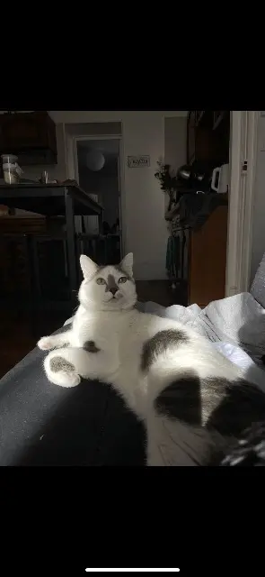 chat lost   52000 Chaumont Willow