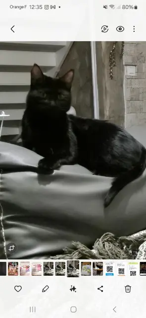 chat lost   52290 Éclaron-Braucourt-Sainte-Livière Salem