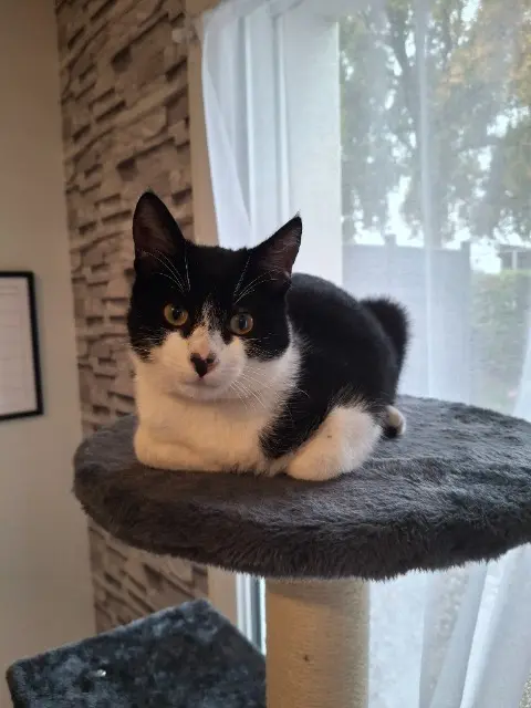 chat lost   53300 Ambrières-les-Vallées Albus