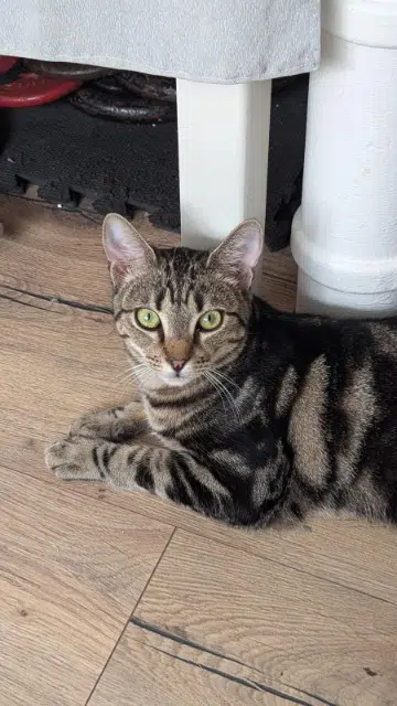 chat lost   53970 L'Huisserie Azul