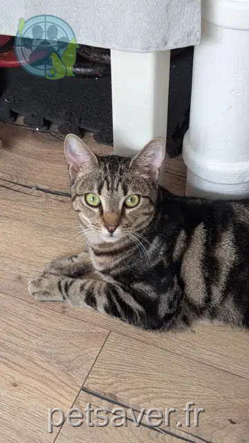kater vermist 53970 L'Huisserie Azul kater lost 53970 L'Huisserie Azul