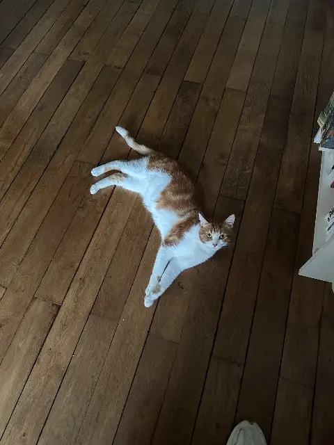 chat lost   53000 Laval Baron dit Ulk