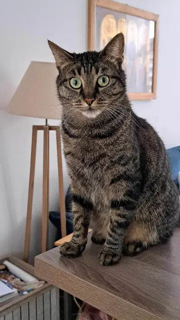 chat lost   53000 Laval Ben