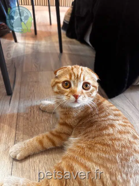 kater lost 53270 Blandouet-Saint Jean Billy