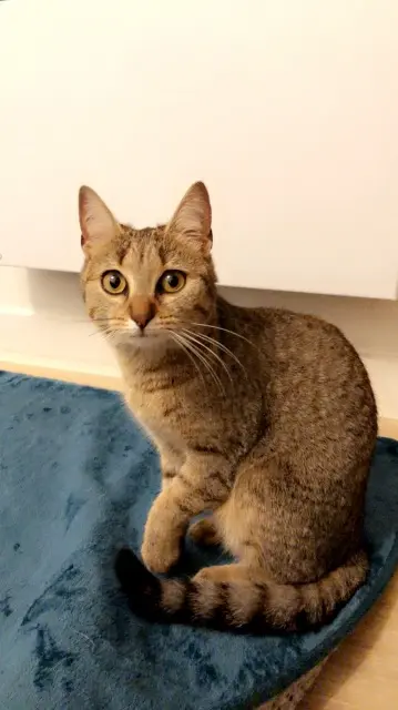 chat lost   53410 Le Bourgneuf-la-Forêt Boundy