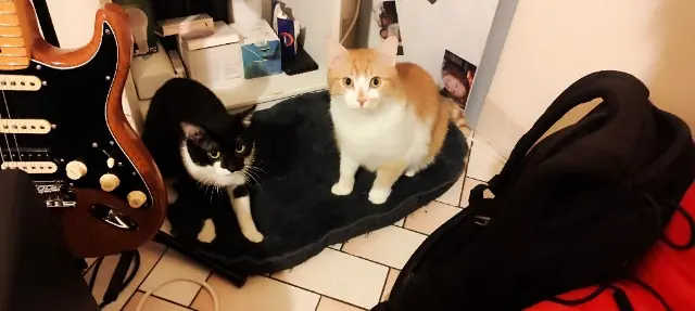 chat lost   53290 Saint-Denis-d'Anjou Caramel