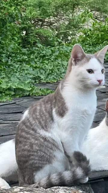 chat lost   53000 Laval Chipper