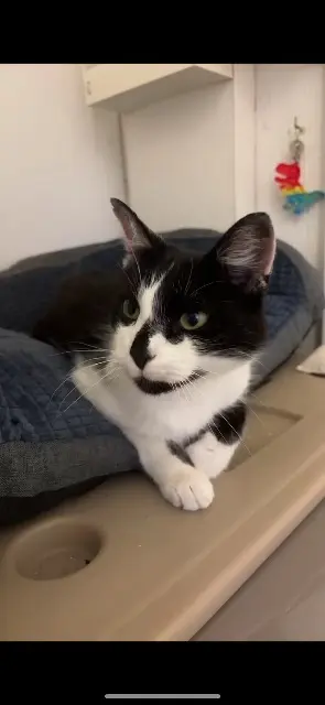 chat lost   53170 Meslay-du-Maine Chouchou