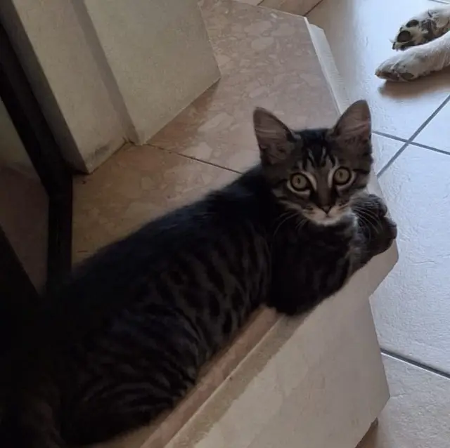 chat lost   53200 Château-Gontier-sur-Mayenne Gribouille