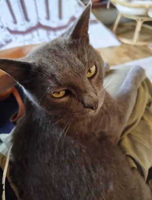 chat lost   53200 Château-Gontier-sur-Mayenne Koda
