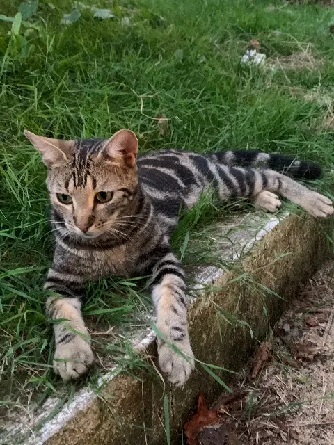 chat lost   53200 Château-Gontier-sur-Mayenne Totoro
