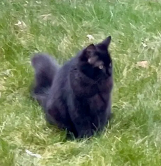 chat lost   53200 Château-Gontier-sur-Mayenne Ziggy