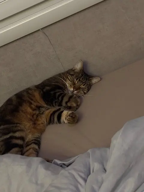 chat lost   53200 Château-Gontier-sur-Mayenne Shiva