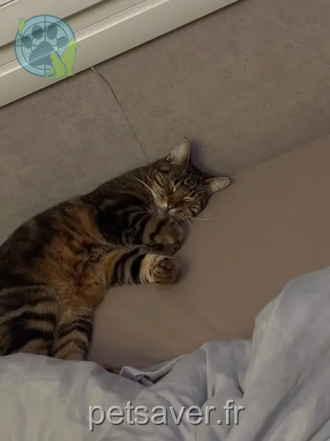 kater vermist 53200 Château-Gontier-sur-Mayenne Shiva kater lost 53200 Château-Gontier-sur-Mayenne Shiva