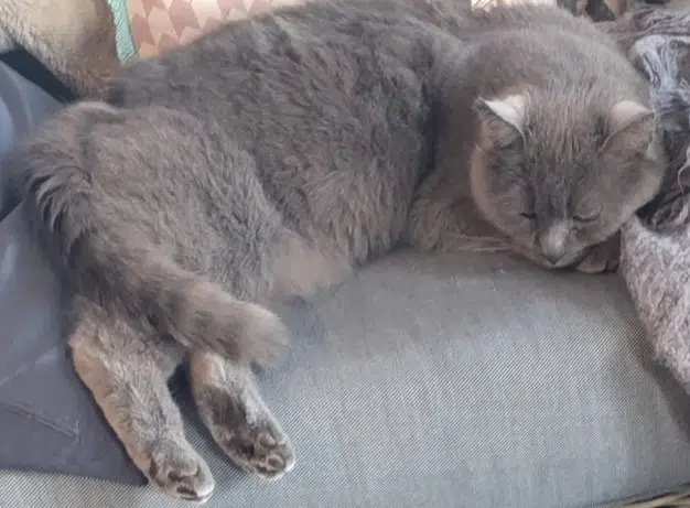 chat lost   53810 Changé Cookie